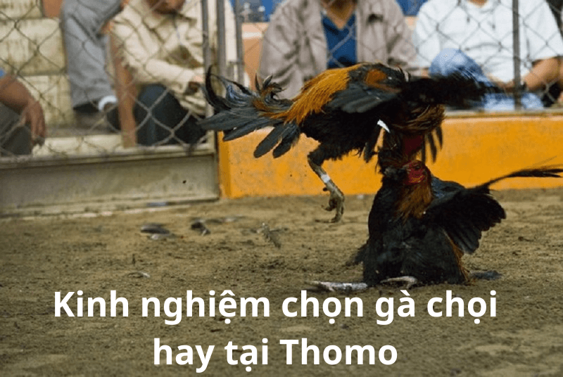 Kinh nghiệm chọn gà chọi hay tại Thomo