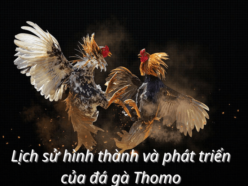 Lịch sử hình thành và phát triển của đá gà Thomo