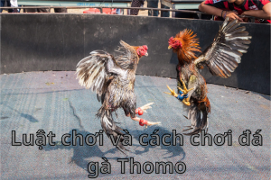 Luật chơi và cách chơi đá gà Thomo